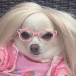 User Alf Photo or Avatar