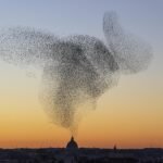 O Enxame Desperta – Sem Mestre Sem Mente