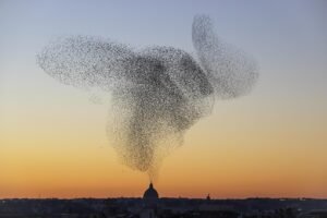 O Enxame Desperta – Sem Mestre Sem Mente